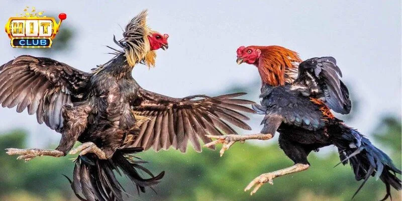 Mẹo Chơi Cá Cược Đá Gà Trực Tuyến Hiệu Quả Cho Người Mới 4 Những điều cần biết về cá cược đá gà trực tuyến